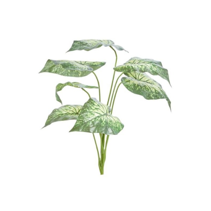 CIUFFO ALOCASIA CUCULLATA C7 7